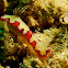 Nudibranch