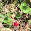 Wild strawberry