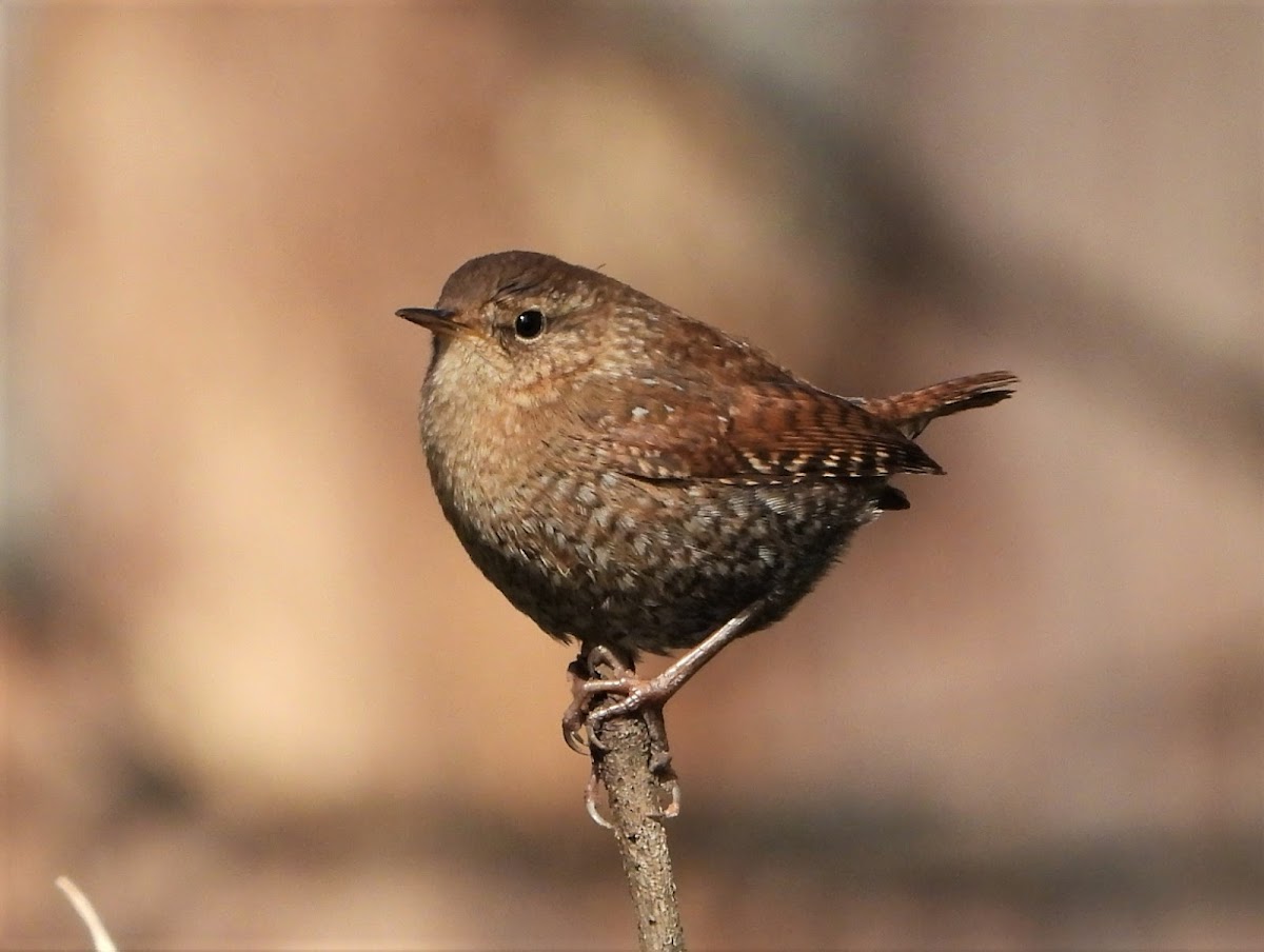 Winter wren