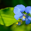 Benghal dayflower