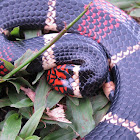 Aquatic Coral Snake