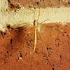 Crane fly