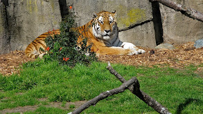 Zoo Tiger Escape thumbnail