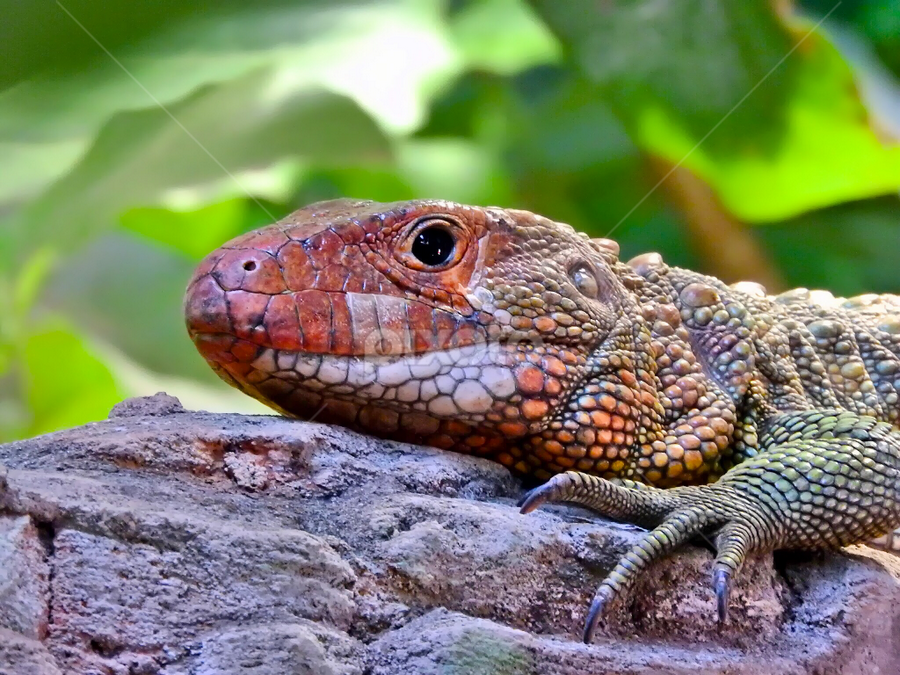 little dragon | Reptiles | Animals | Pixoto