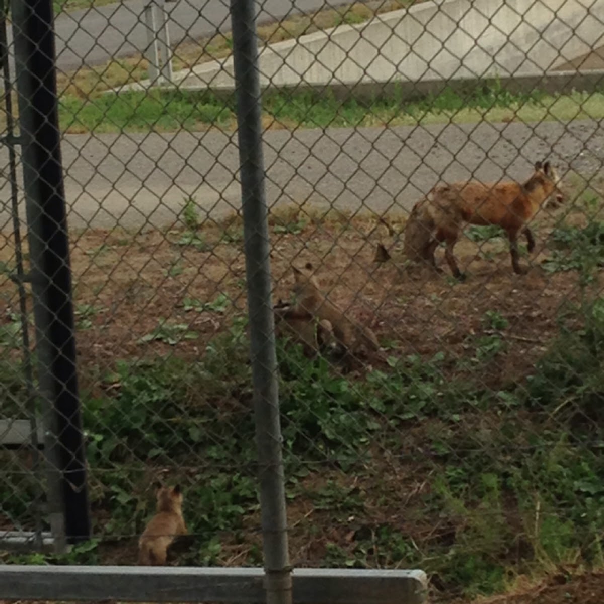 Sacramento Valley red fox