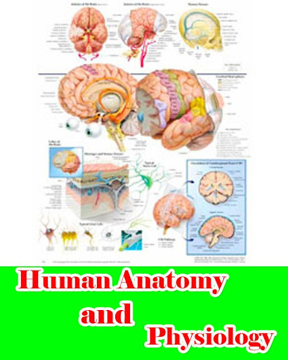 Human Anatomy and Physiology