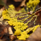 Slime mold