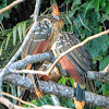 Hoatzin