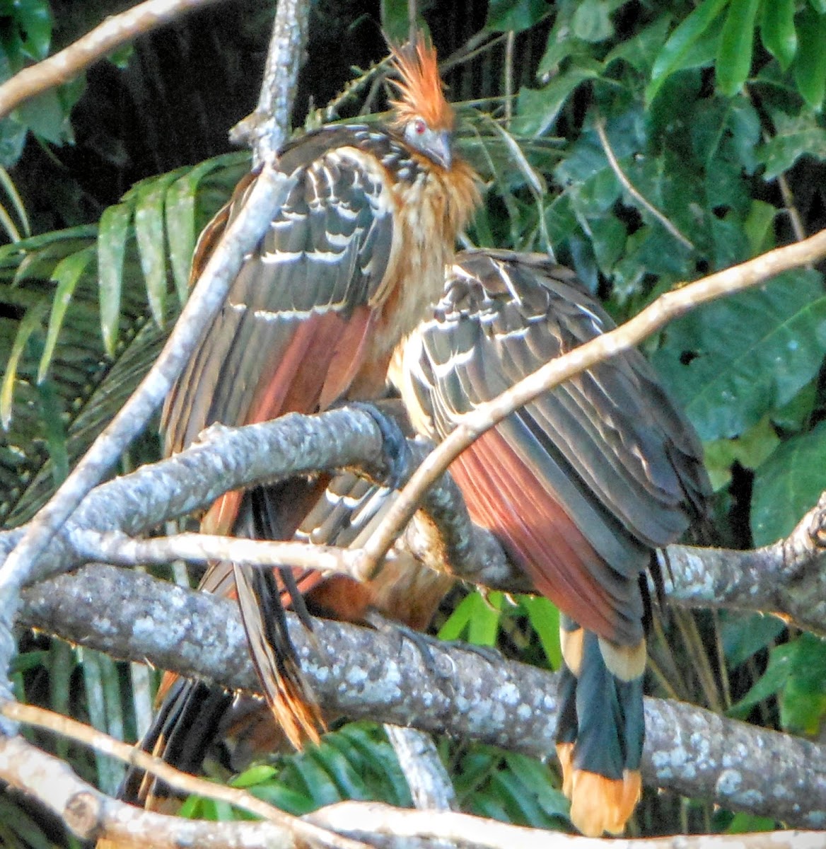 Hoatzin