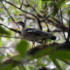 Sunbittern