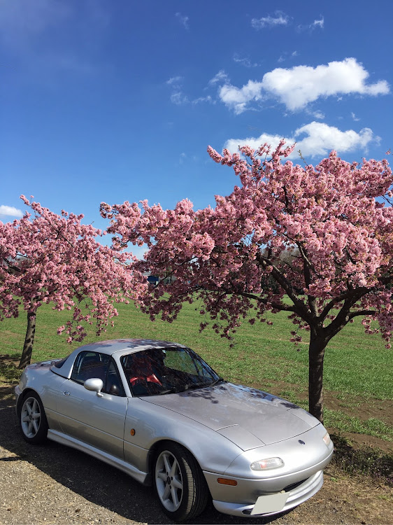 ロードスターの奥多摩・河津桜・ドライブ・オープンドライブに関するカスタム事例の投稿画像5枚目