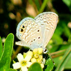 Ceraunus blue
