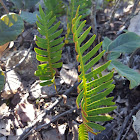 Christmas Fern