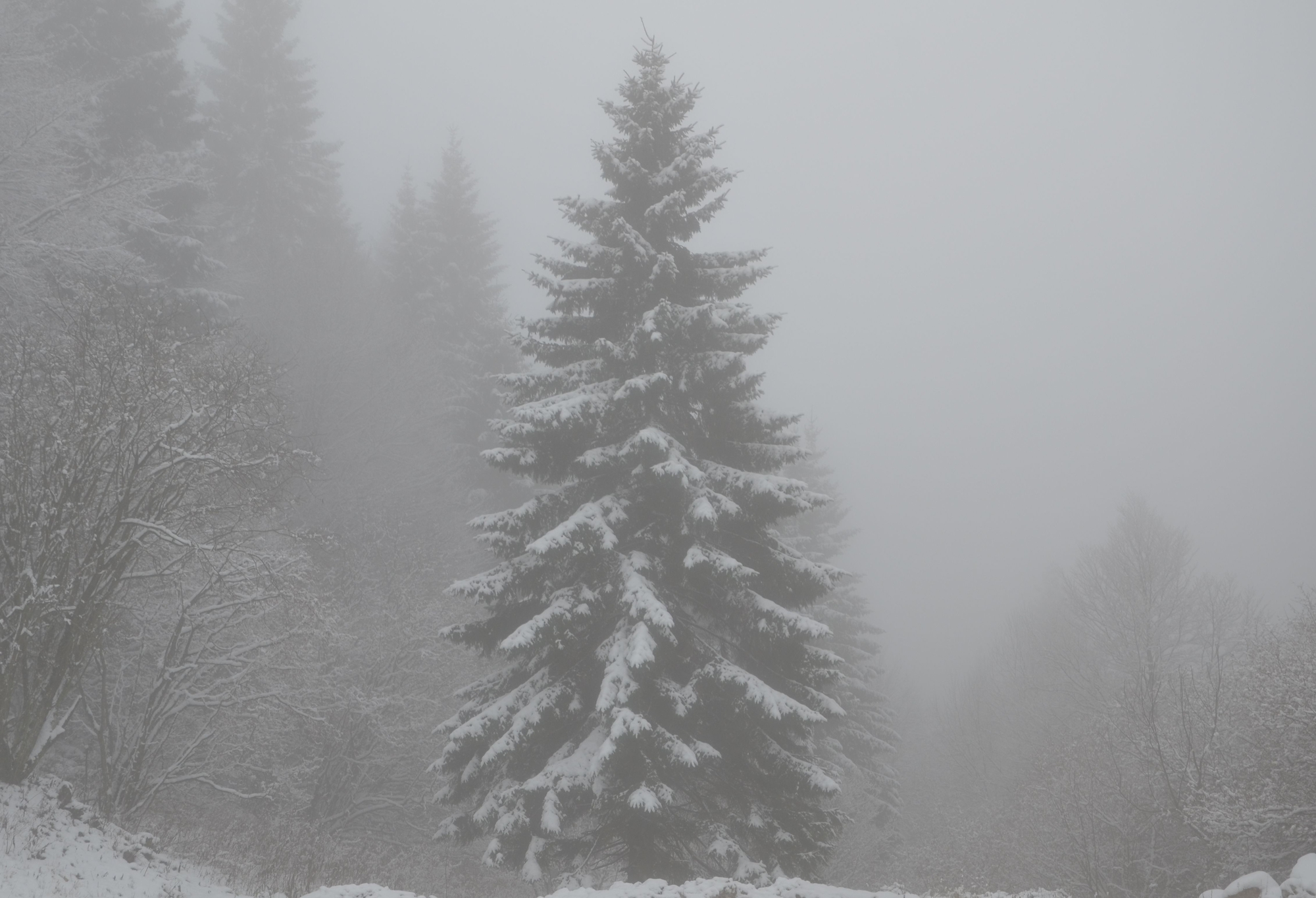 Sogni d'inverno... di Julia Leonte