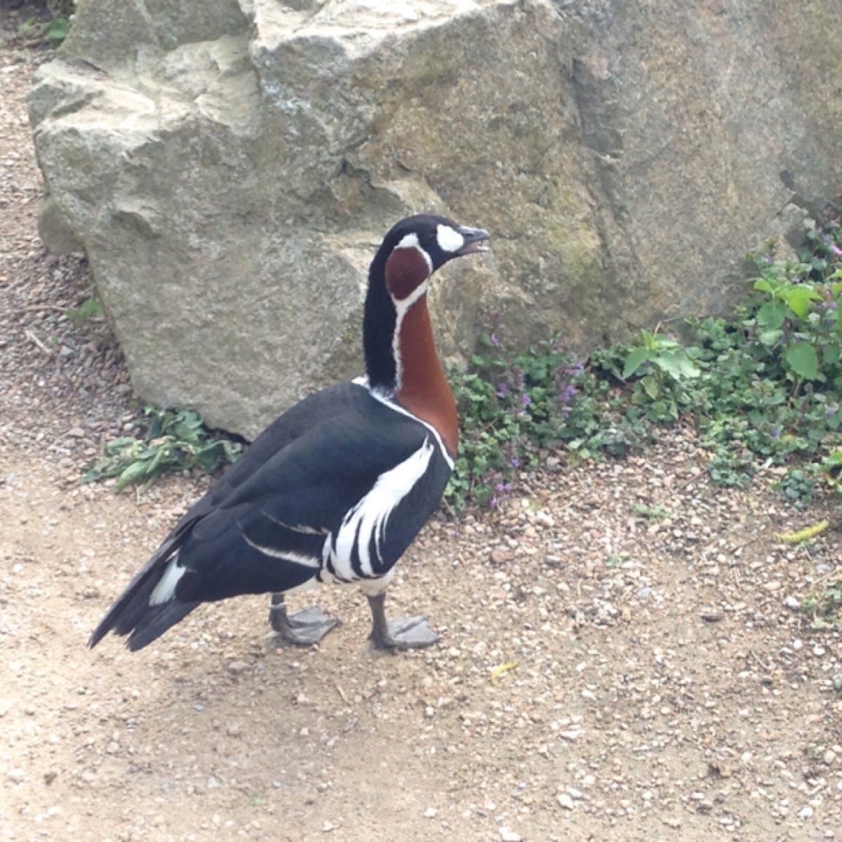 Red-breasted goose