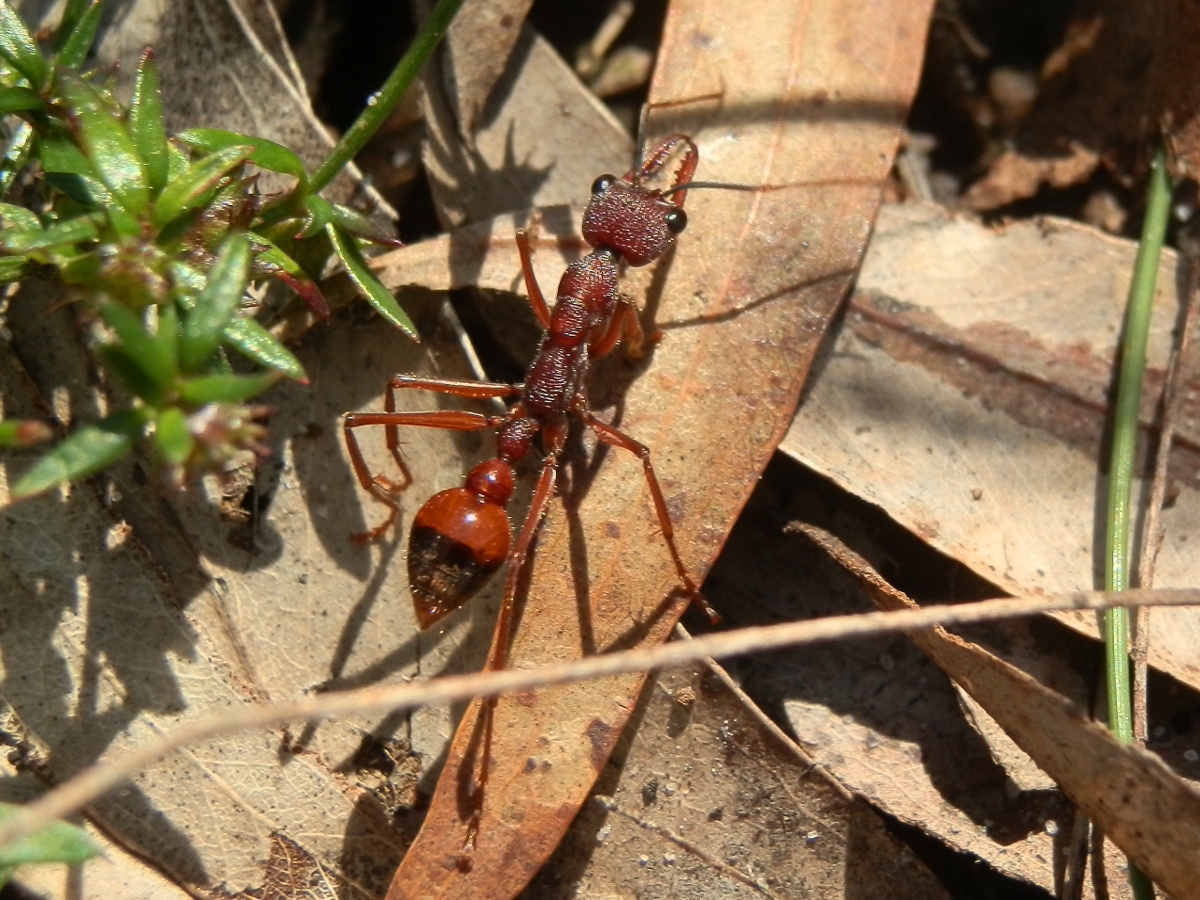 Bull Ant