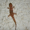 Mediterranean house gecko