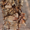 River Birch