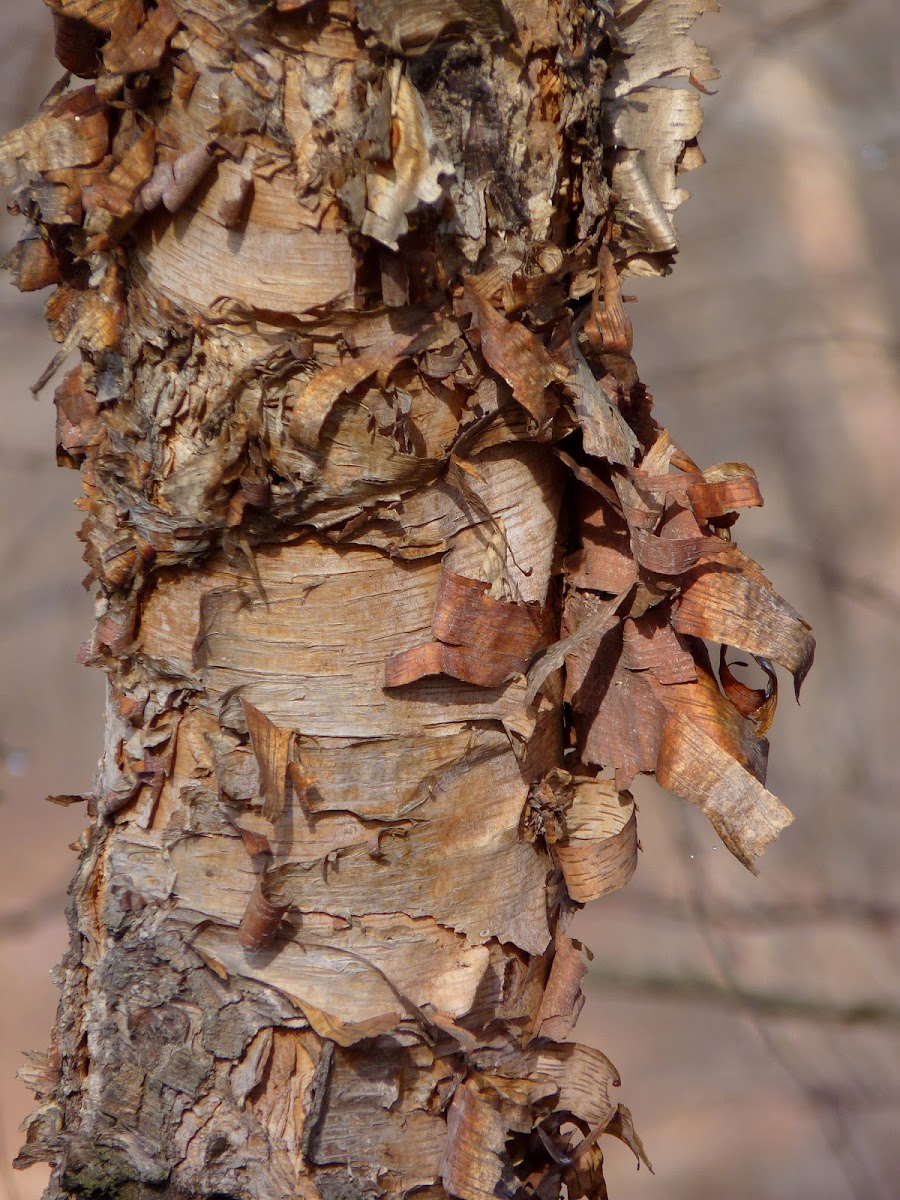 River Birch