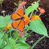 Monarch Butterfly