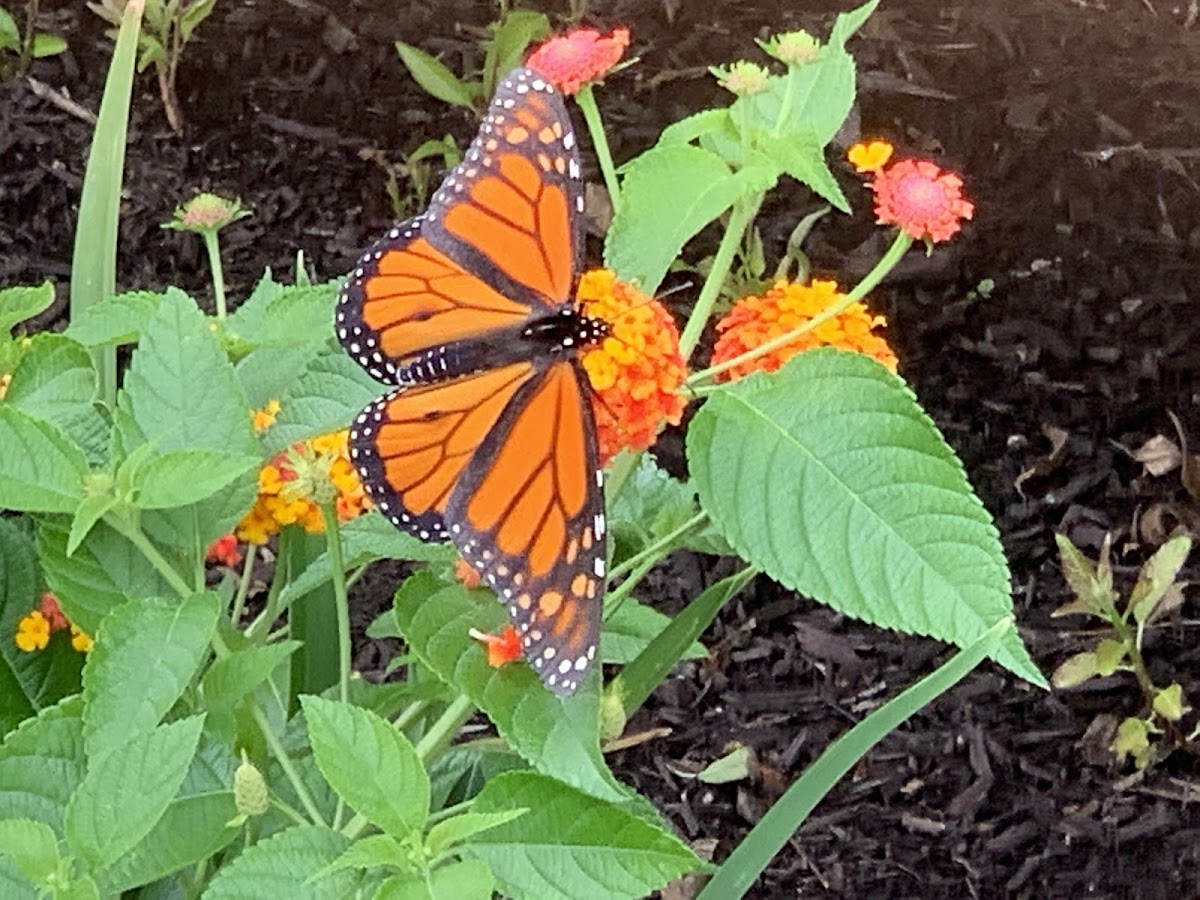 Monarch Butterfly