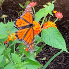 Monarch Butterfly