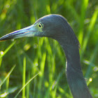 Little Blue Heron