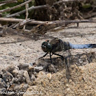 Black-tailed Skimmer