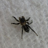 Jumping Spider