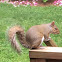 Eastern Gray Squirrel