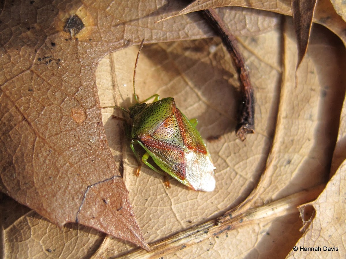 Unknown shield bug