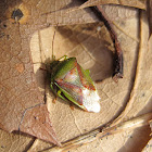 Unknown shield bug