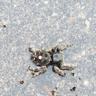 Jumping spider