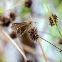 Twin-spot Skipper