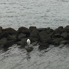 Sea Gull