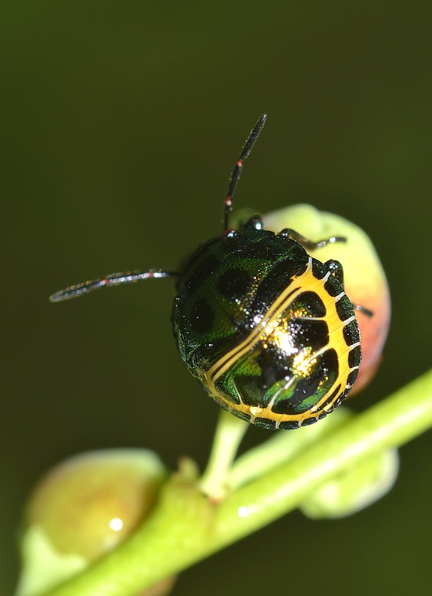 Jewel Bug