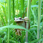 Pacific Treefrog