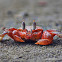 Cangrejo Carretero Rojo (Ghost crab)