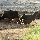 Red-billed Francolin