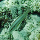 Slippery Dick Fish