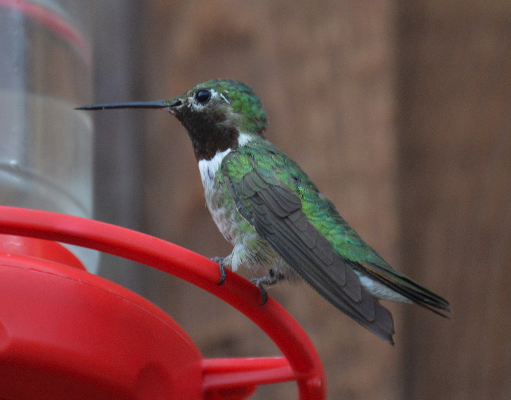 Broad tailed hummingbird