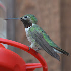 Broad tailed hummingbird