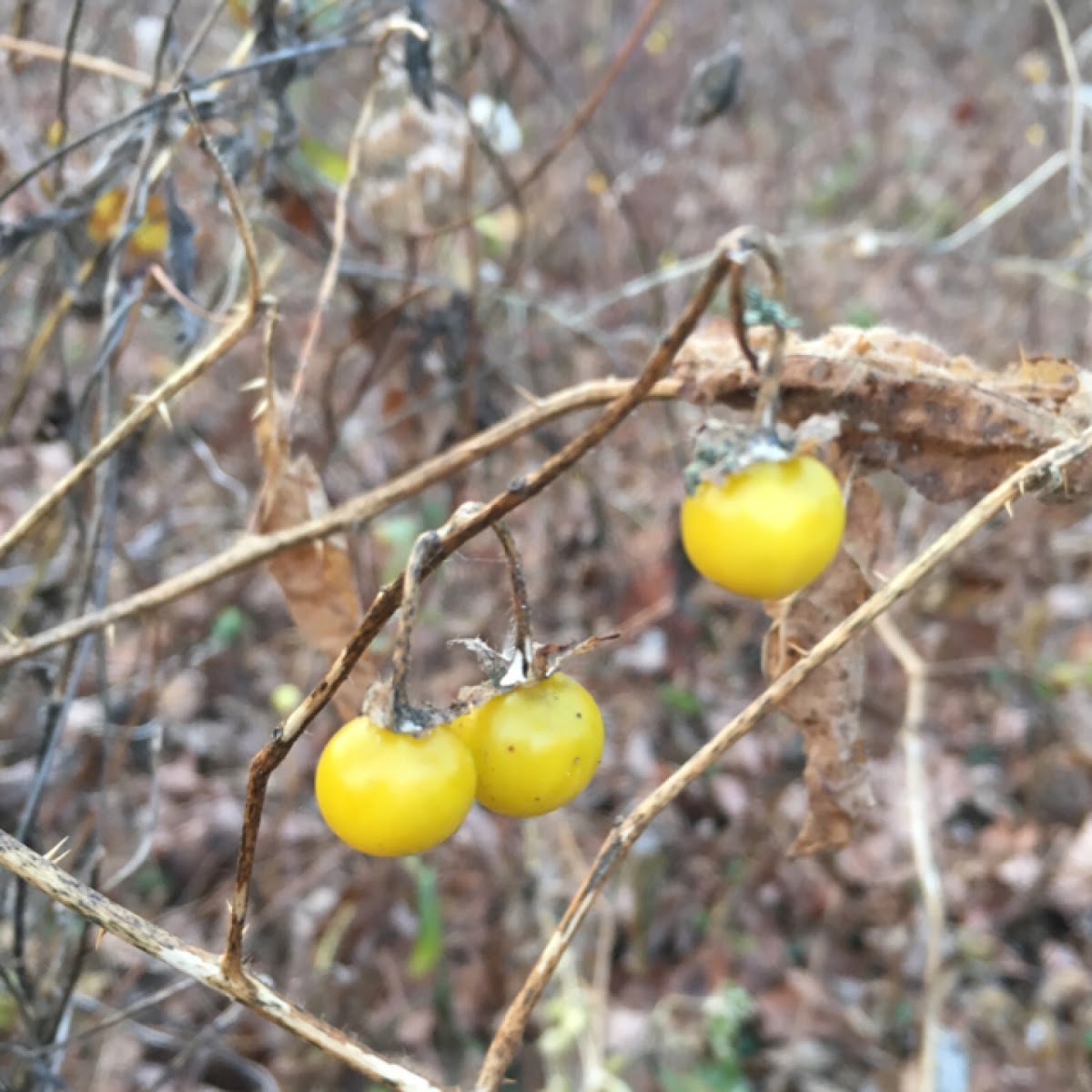 Horse Nettle