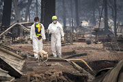 Search and rescue workers walk with a cadaver dog during the Camp Fire in Paradise, on Tuesday, Nov. 13, 2018. The Camp Fire north of Sacramento has now killed at least 42 people, injured three firefighters and destroyed 6,500 homes. 