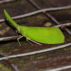 Green Lanternbug