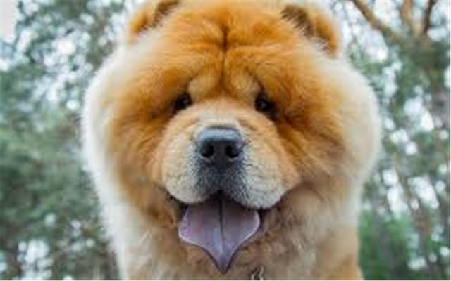 Chow Chow Tema y Nueva pestaña