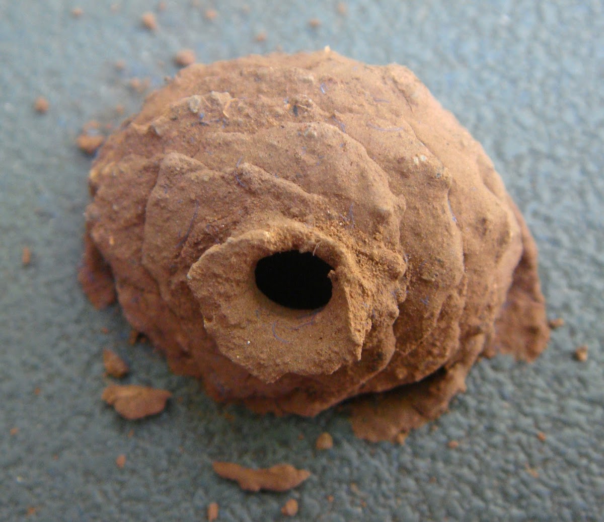 Potter Wasp nest