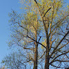 Tulip Poplar