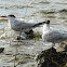 Royal Tern