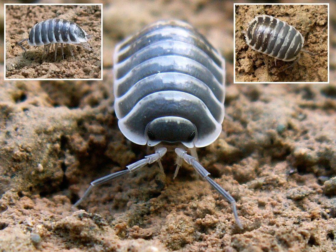 Woodlouse